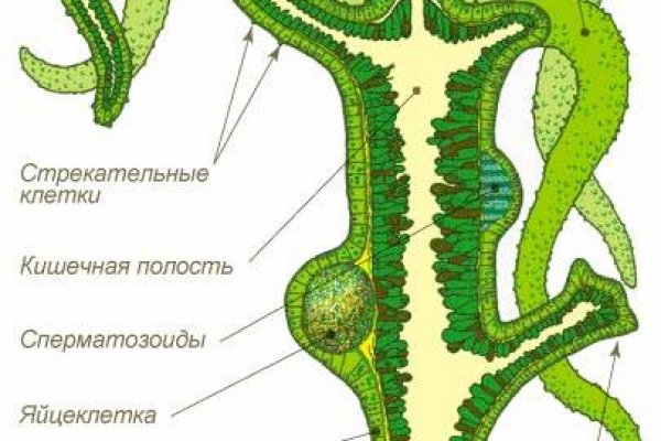 Кракен 13at